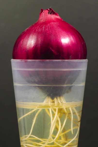 A red onion bulb sprouts in a glass of water. Close-up movement of onion roots in water during growth. Timelapse of red onion root system development — Stock Video