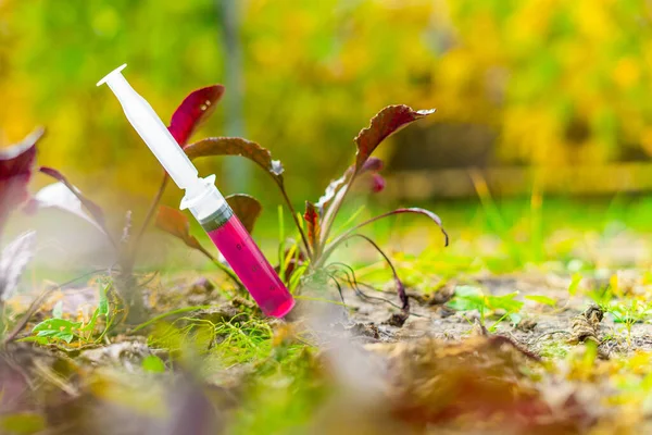 Syringe Substance Very Fast Growth Embedded Soil Vegetable Garden — Stock Photo, Image