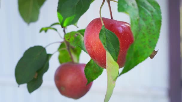 Una manzana roja madura balanceándose en el viento sobre una rama de árbol. Cultivo de manzanas caseras — Vídeo de stock