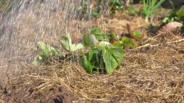 Riego de fresas plantadas en otoño en el jardín de cerca — Vídeos de Stock