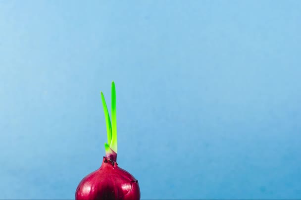 Grüne Zwiebelblätter wachsen aus nächster Nähe. Beschleunigte Makrofotografie. Pflanzen zu Hause anbauen. Die Bewegung des Zwiebelanbaus — Stockvideo