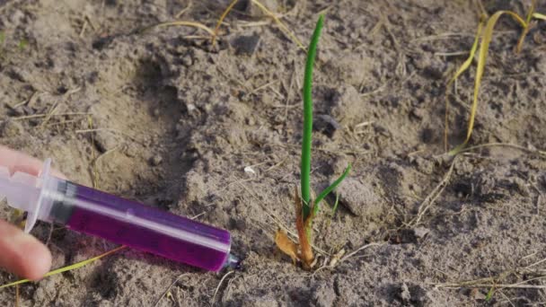 Una mano inserta una jeringa con un líquido púrpura brillante en una cebolla que crece en un primer plano de la cama del jardín. Bombeo de productos químicos vegetales para un mejor crecimiento — Vídeos de Stock