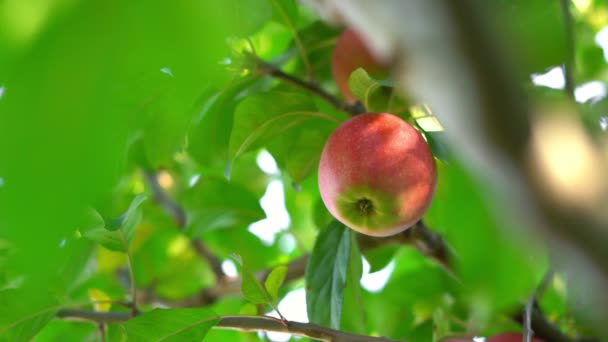 Ο Μανς διαλέγει ένα μήλο που φυτρώνει σε ένα δέντρο. Συγκομιδή μήλων σε πράσινα φύλλα — Αρχείο Βίντεο