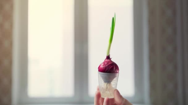 Cebolla roja cultivada en casa en un vaso transparente sobre el fondo de una ventana — Vídeo de stock