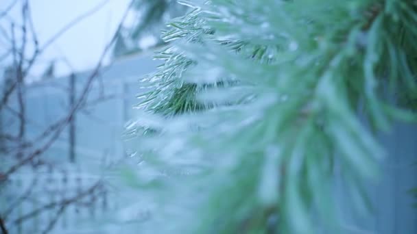 Las ramas de pino después de la lluvia helada están cubiertas de hielo — Vídeos de Stock