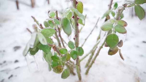 Un cespuglio ghiacciato di rose tagliato e preparato per l'inverno. Foglie verdi di salire in ghiaccio su uno sfondo di neve — Video Stock