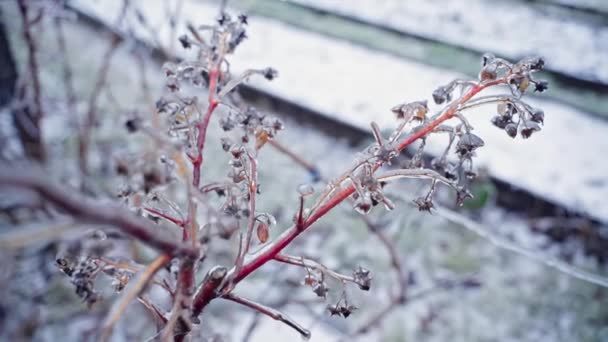Las ramas congeladas de frambuesas se cierran en invierno — Vídeo de stock