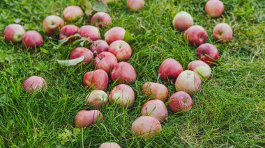 Olgun elmalar yeşil çimlerin üzerinde yatıyor.