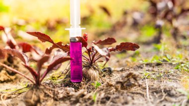 İçinde çok hızlı büyümek için bir madde bulunan bir şırınga sebze bahçesinin toprağına gömülür.