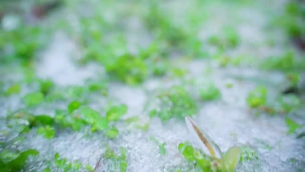 Grön Fryst Vegetation Närbild Frys Regn på vintern — Stockvideo