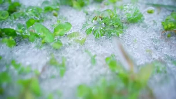 Närbild av mark och grön vegetation täckt med is — Stockvideo