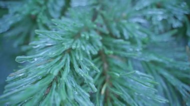 Pine tree branches and needles covered with ice close-up