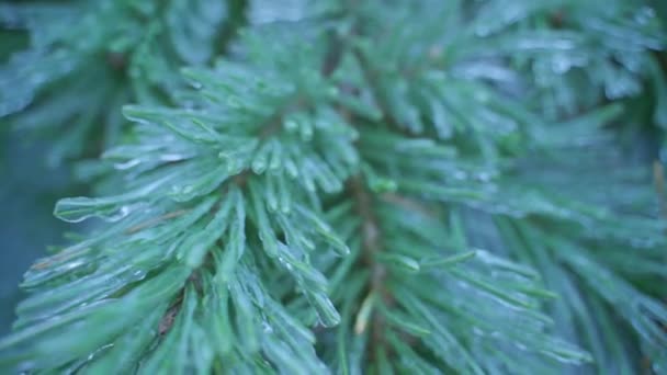 Pine tree branches and needles covered with ice close-up — Stock video