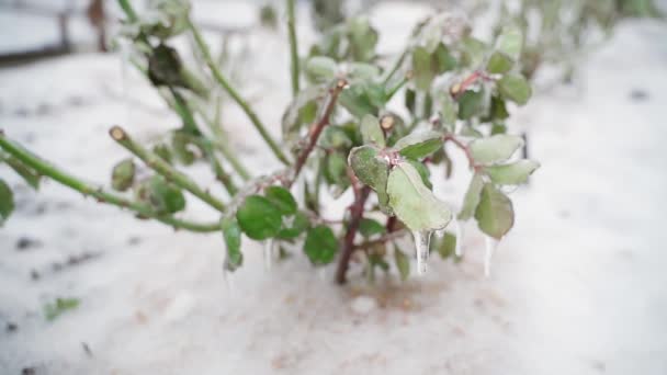 The pruned rose bush is icy in winter — 图库视频影像