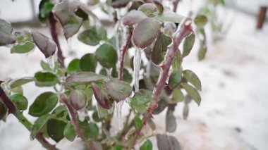 Frozen branches and leaves of roses in winter