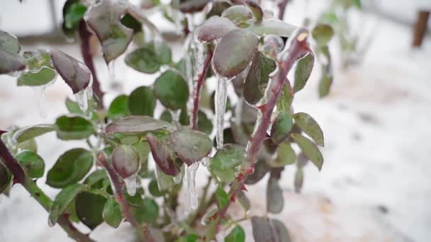 Frozen branches and leaves of roses in winter — Stok video