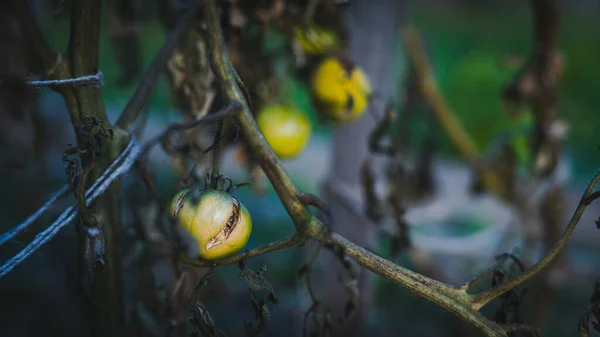 Arbuste Tomates Flétri Avec Des Tomates Suspendues — Photo