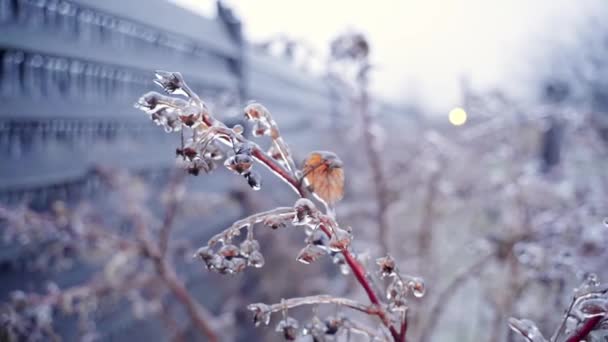 秋天的覆冰雨后覆满覆冰的覆盆子灌木 — 图库视频影像