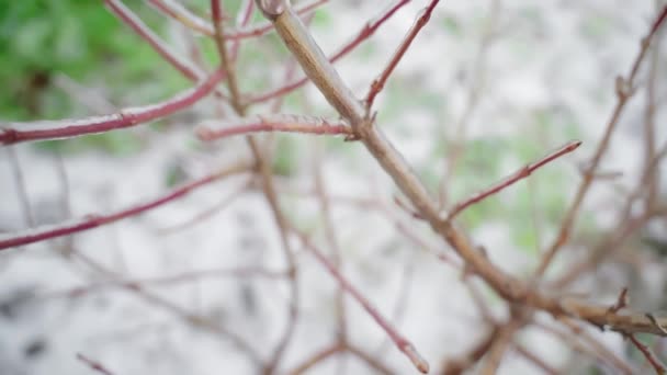 Os ramos de uma árvore jovem são cobertos com gelo close-up — Vídeo de Stock