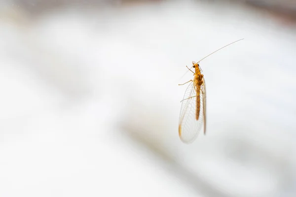 Lacewing Inseto Close Janela — Fotografia de Stock