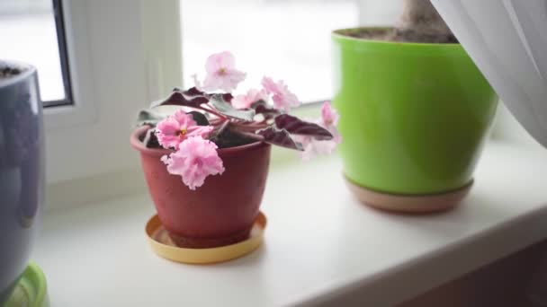 窓辺の鍋に室内用スミレの美しいピンクの花が成長し、滑らかなズーム — ストック動画