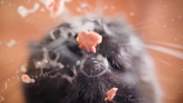 Le chat noir mange de la nourriture liquide en gros plan, vue du bas. Tir à travers la plaque au chat mangeur — Video