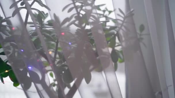 Crassula som ett alternativ till julgranen. Inomhus Växter Dekoration med LED Plant Garlands — Stockvideo