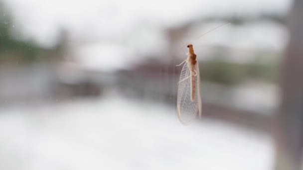 Комахи Chrysopidae крупним планом на прозорому вікні — стокове відео