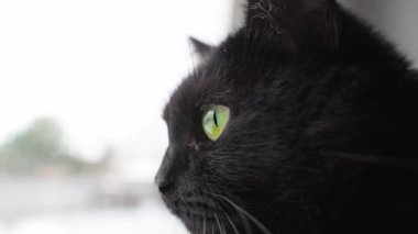 Güzel yeşil-sarı gözlü siyah bir kedi dikkatlice pencereden dışarı bakar.