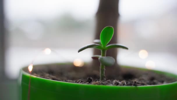 Brote joven de Crassula primer plano crece en una olla de temporada en un alféizar de la ventana — Vídeo de stock