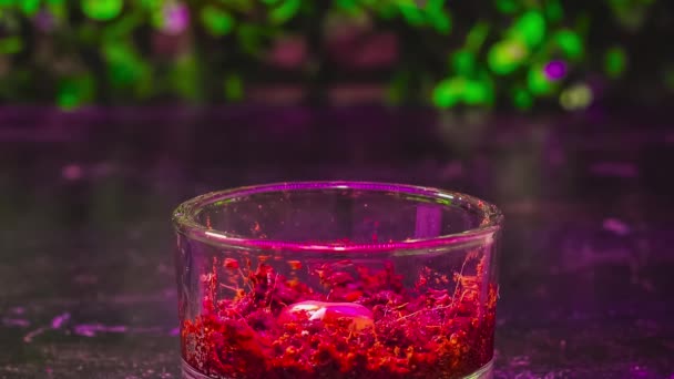Bohnen keimen in einem gläsernen Topf in Großaufnahme. Zeitraffer des Pflanzenwachstums in einem Gewächshaus unter rosa Licht — Stockvideo