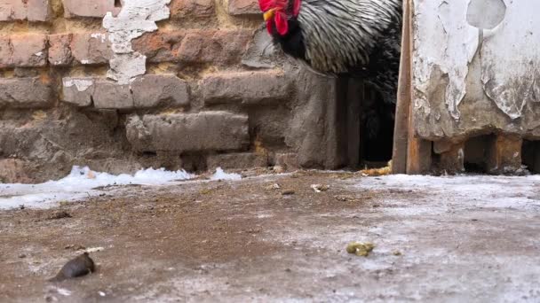 Galinhas de cores diferentes e um galo saem do galinheiro de manhã no inverno — Vídeo de Stock