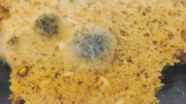 Zwarte schimmel groeit op brood close-up. Paddenstoelontwikkeling op oud brood — Stockvideo