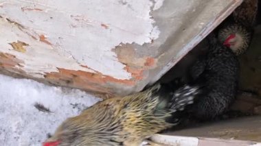 Evcil tavuklar sabah kümesten çıkıyorlar.