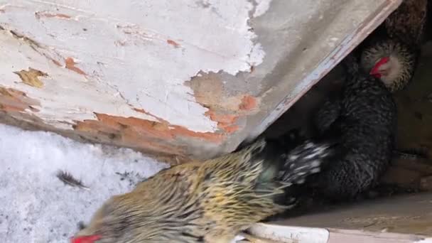 Бытовые цыплята выходят из курятника утром, вид сверху — стоковое видео