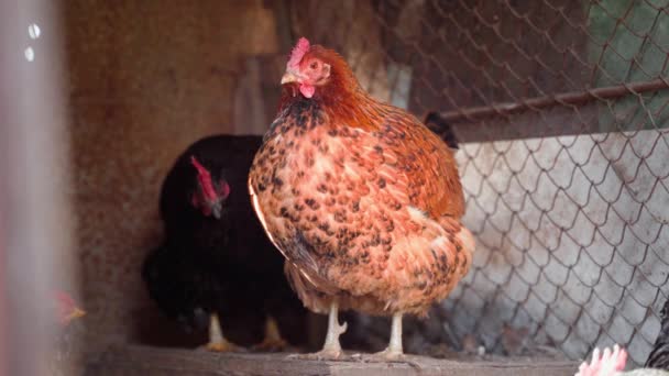 Uma bela galinha poedeira de cor castanha clara está descansando em primeiro plano em um aviário. frangos domésticos — Vídeo de Stock