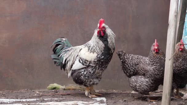 Un hermoso gallo de luz con una pequeña cola se encuentra cerca de los pollos marcados, escuchando con atención — Vídeo de stock