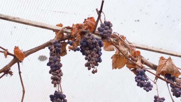Kék szőlő szárított fürtjei lógnak egy száraz törzsön, száraz levelekkel, alsó nézetben. Vörös sauvignon szőlő elvesztett termése — Stock videók