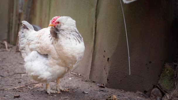 A white lush domestic chicken of the Faverolle breed stands and carefully looks and listens — Stock Video