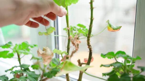 Догляд за рослинами, збирання сухих листя з кімнатних рослин, крупним планом — стокове відео