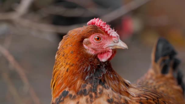 Uma bela galinha doméstica de uma cor marrom close-up olha para o quadro e folhas — Vídeo de Stock