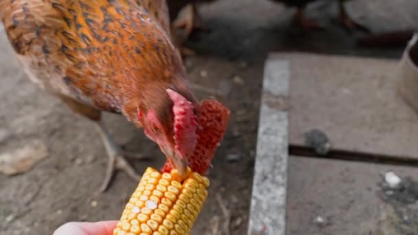 짙은 갈색의 아름다운 닭 이 양배추 머리에서 옥수수를 쪼고 있다 — 비디오