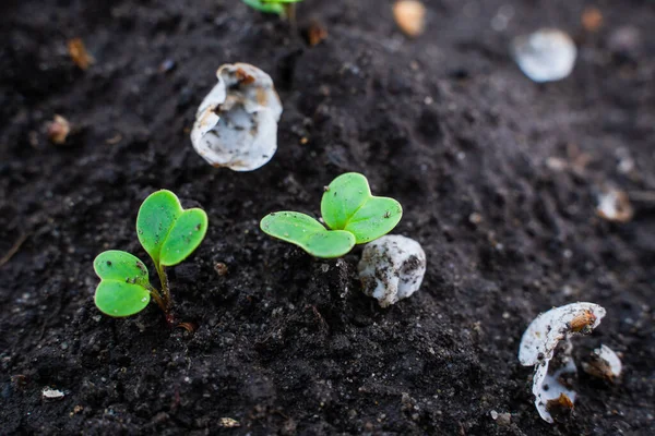 Germinated Green Radish Sprouts Ground Close Growing Radishes Spring — стоковое фото