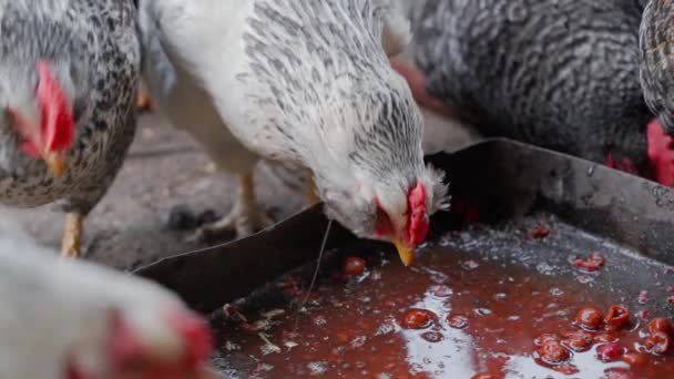 Курица Фавероль клюет пищевые отходы от кормушки. Кормление кур отходами после производства кислых вишен — стоковое видео