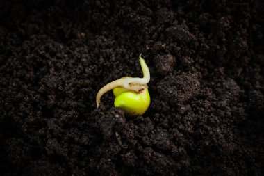 Fışkırtılmış bezelye tohumu yere yakın çekim. Cotyledon 'dan filizlenen kökler.