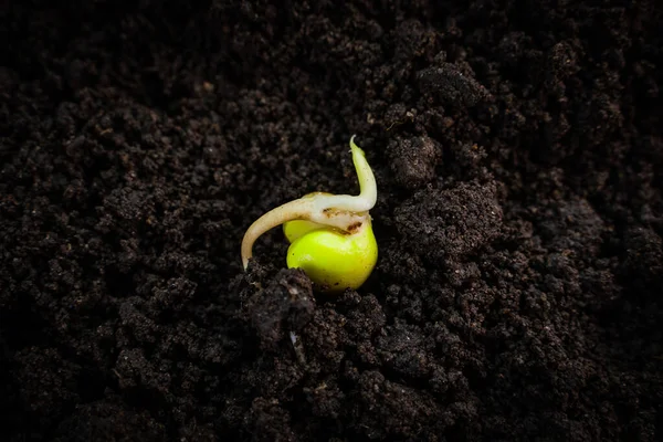 Fışkırtılmış bezelye tohumu yere yakın çekim. Cotyledon 'dan filizlenen kökler.