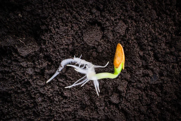 Sprouted Zucchini Seed Close Ground Green Seed Sprout Lush Roots — Fotografia de Stock