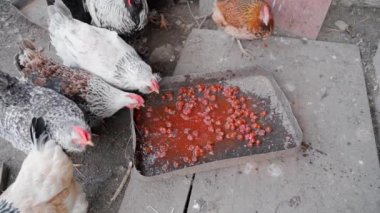 Chickens eat food waste after people. Omnivorous domestic chickens