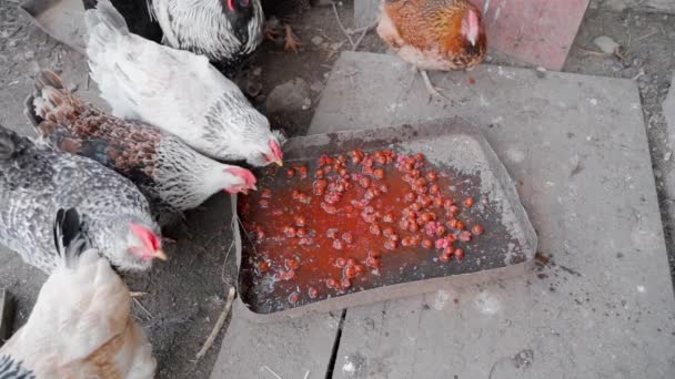 Chickens eat food waste after people. Omnivorous domestic chickens — Vídeo de stock