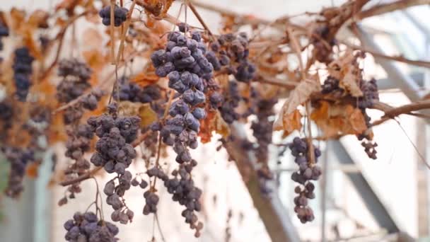 Withered harvest of red grapes hangs in the vineyard in spring. bunches of dried grapes — Stockvideo